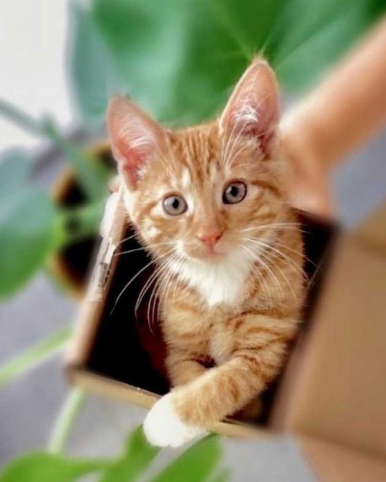 Koty małe młode kocięta oddam do adopcji kocurki kotki samice samce !!