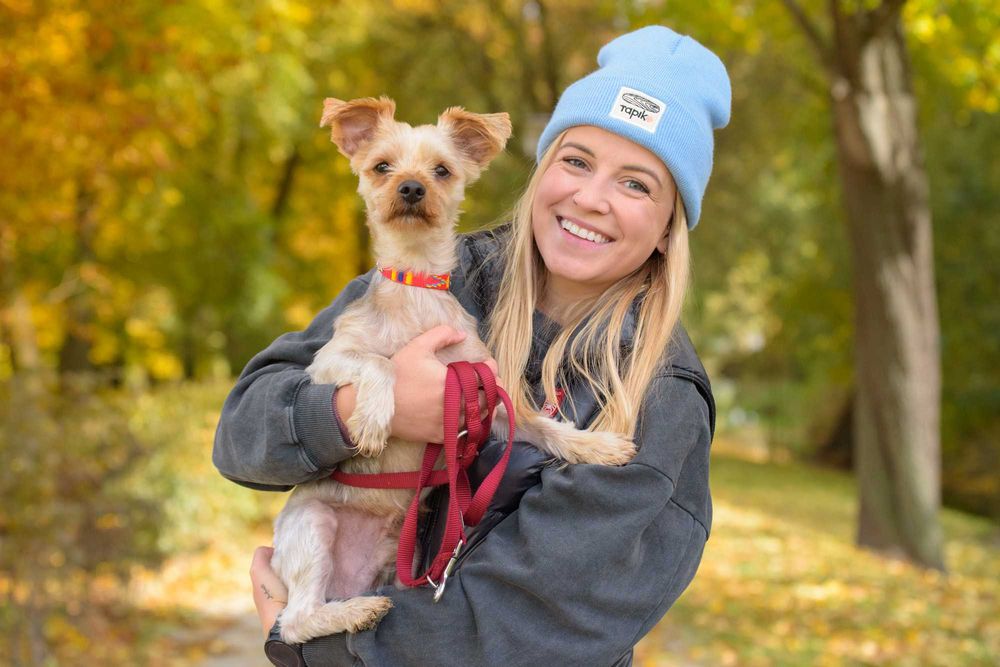 Śliczny malutki piesek w typie york, yorkshire terrier - do adopcji
