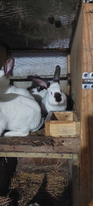 Króliki kalifornijskie