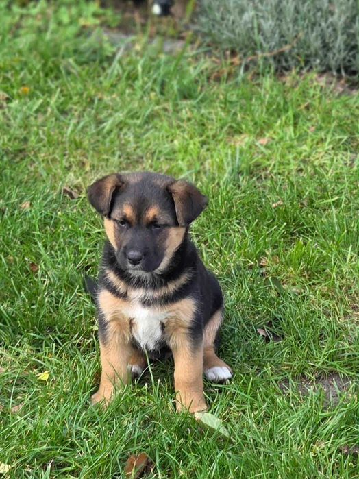 oodam za darmo psiaki