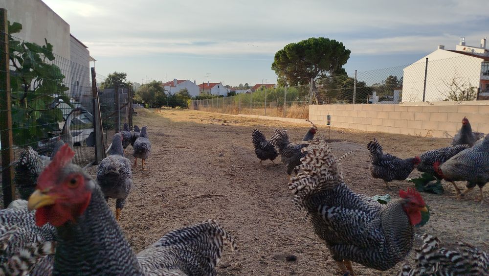 Galinhas raça Amrock - ovos
