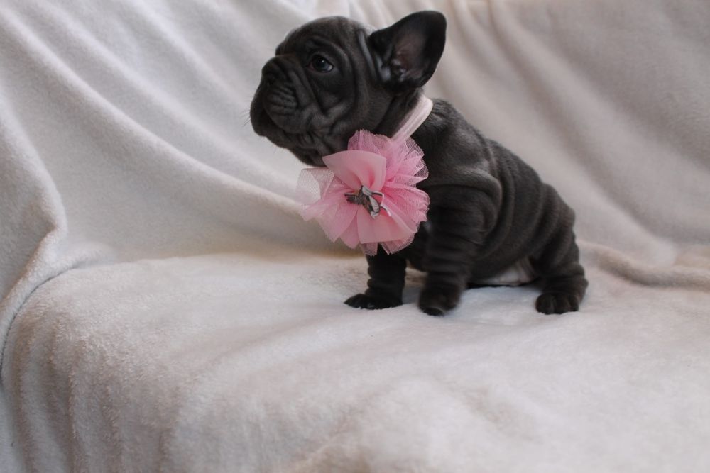 Красуня голуба Біг роп