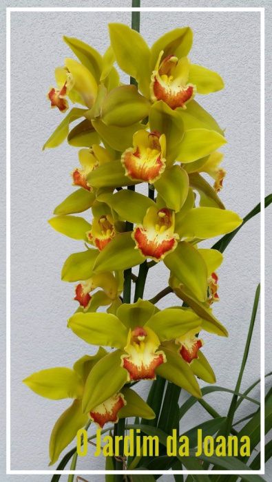 Orquídeas (Haste Floral)