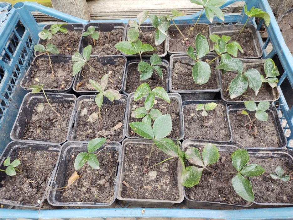 Сіянці морозника  різних кольорів.