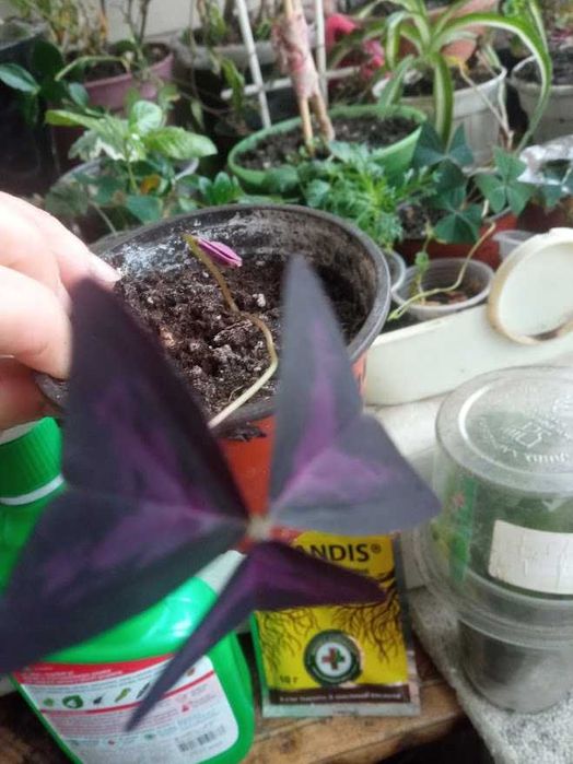 Кислица(оксалис) Атропурпурея фіолетова