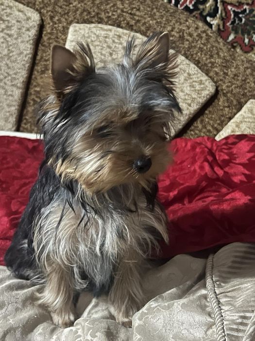 Чудові цуценята йоркшир. тер'єра