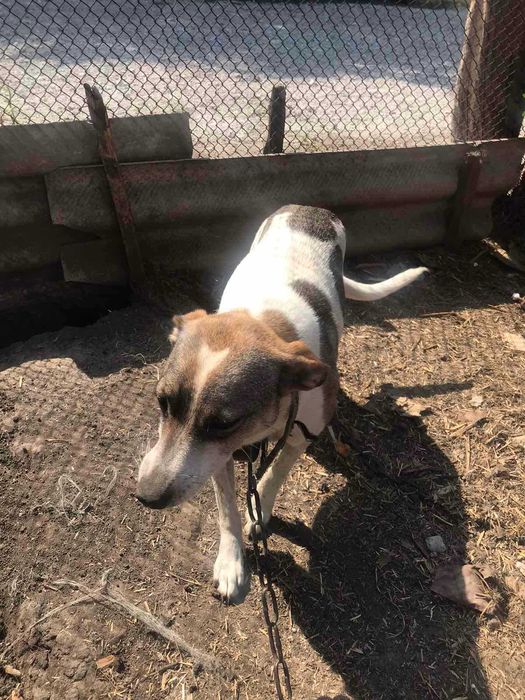 Собаки в добрі руки