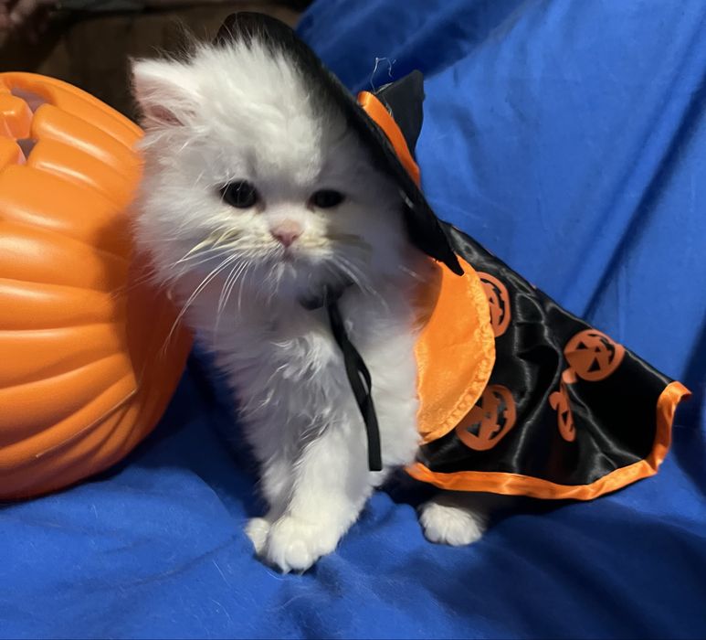 Michael kocurek Perski