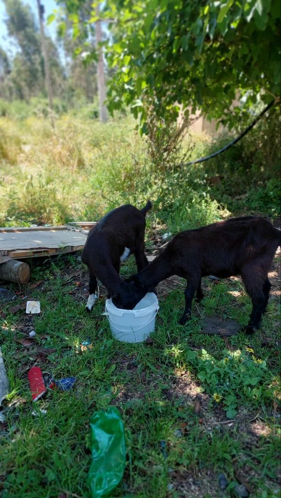 Vendo estas cabras