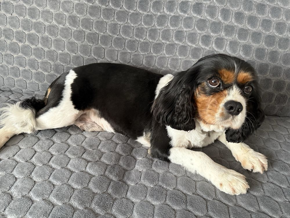 Suczka Cavalier King Charles Spaniel