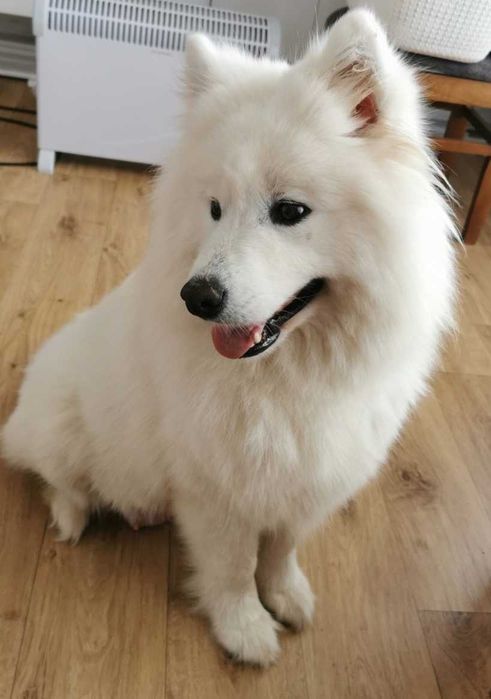 Samoyed suczka z rodowodem FCI śliczna suczka samoyed