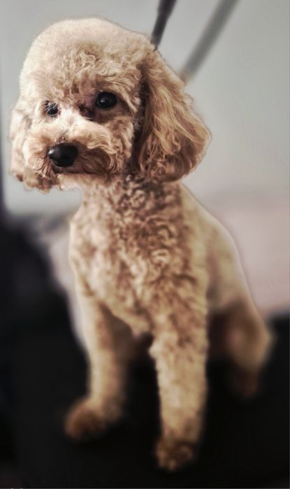 Pudel Toy dorosły piesek FCI