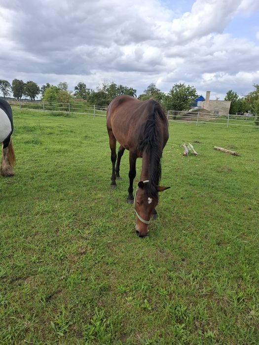Sprzedam klacz tarantkę 10 lat i inne konie