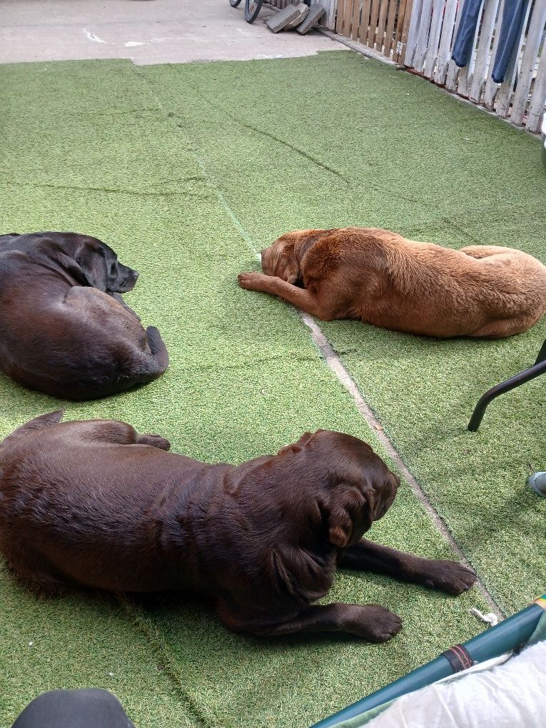 Labrador czekoladowy szczeniak