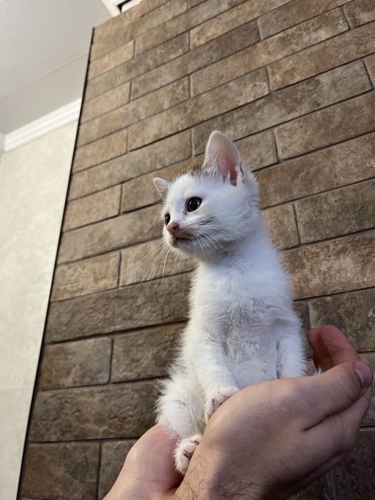 Віддам котиків в добрі руки