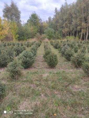 Świerk srebrzysty - jesienne nasadzenie