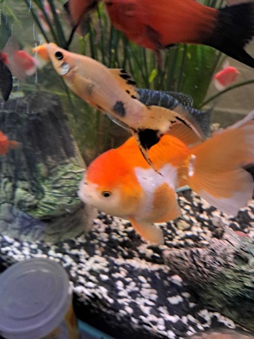 Molinezje zlote, kolorowe