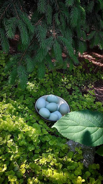 Инкубационное яйцо Амераукана.