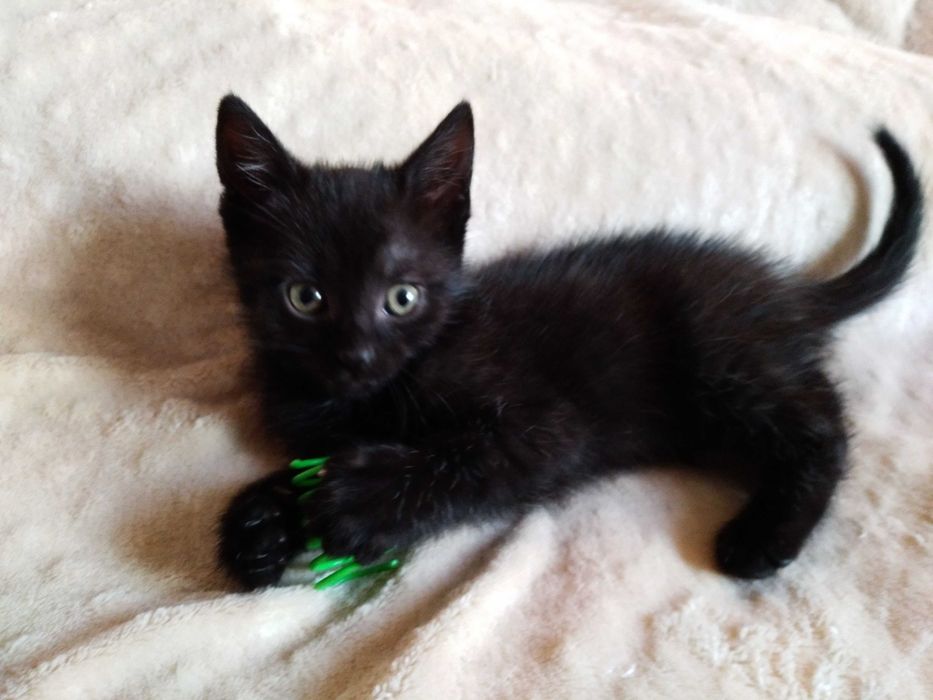 Oddam kota czarny mały kocur