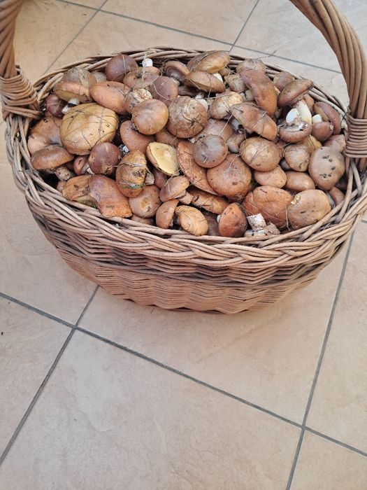Maślaki grzyby na sprzedaż