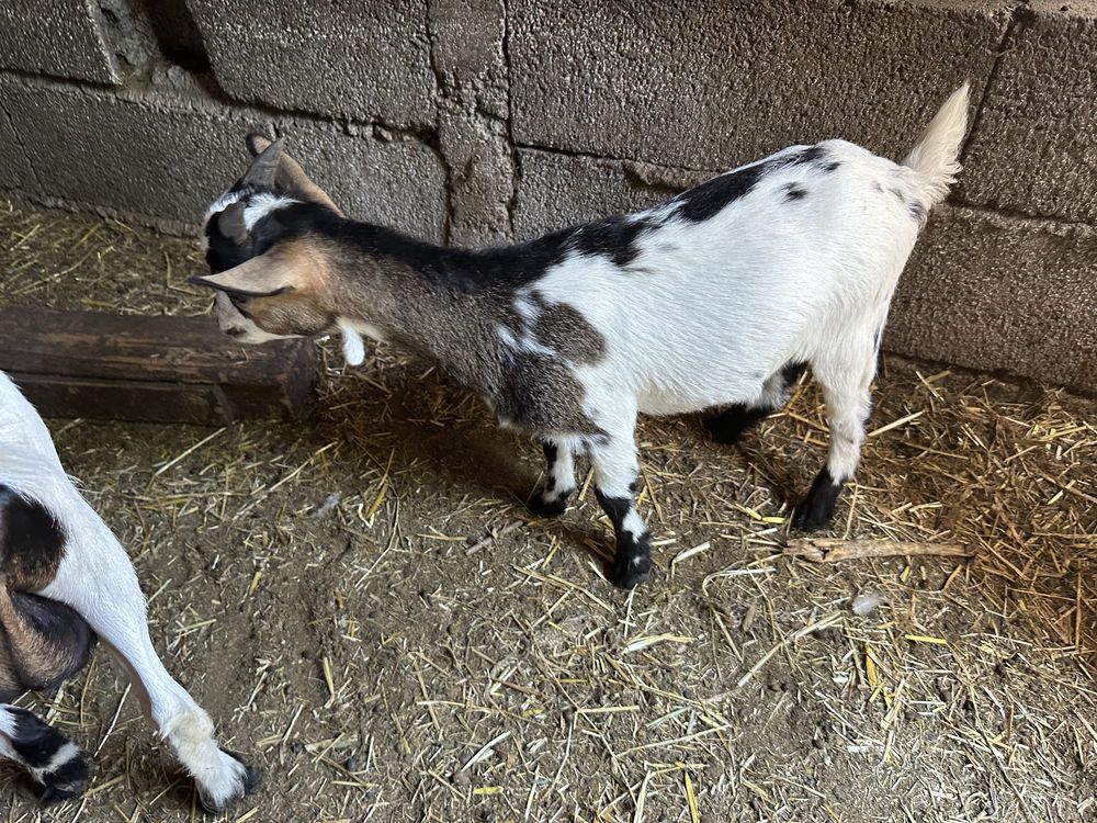 Cabrito Anão Tricolor com 3 meses