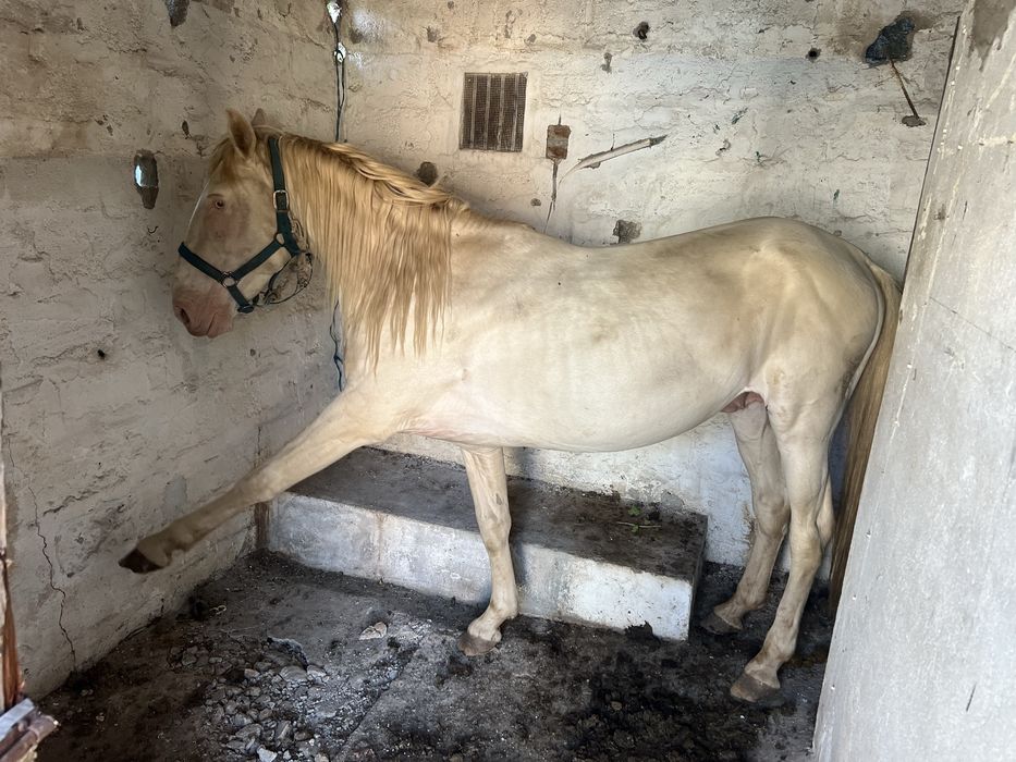 Cavalo isabel inteiro