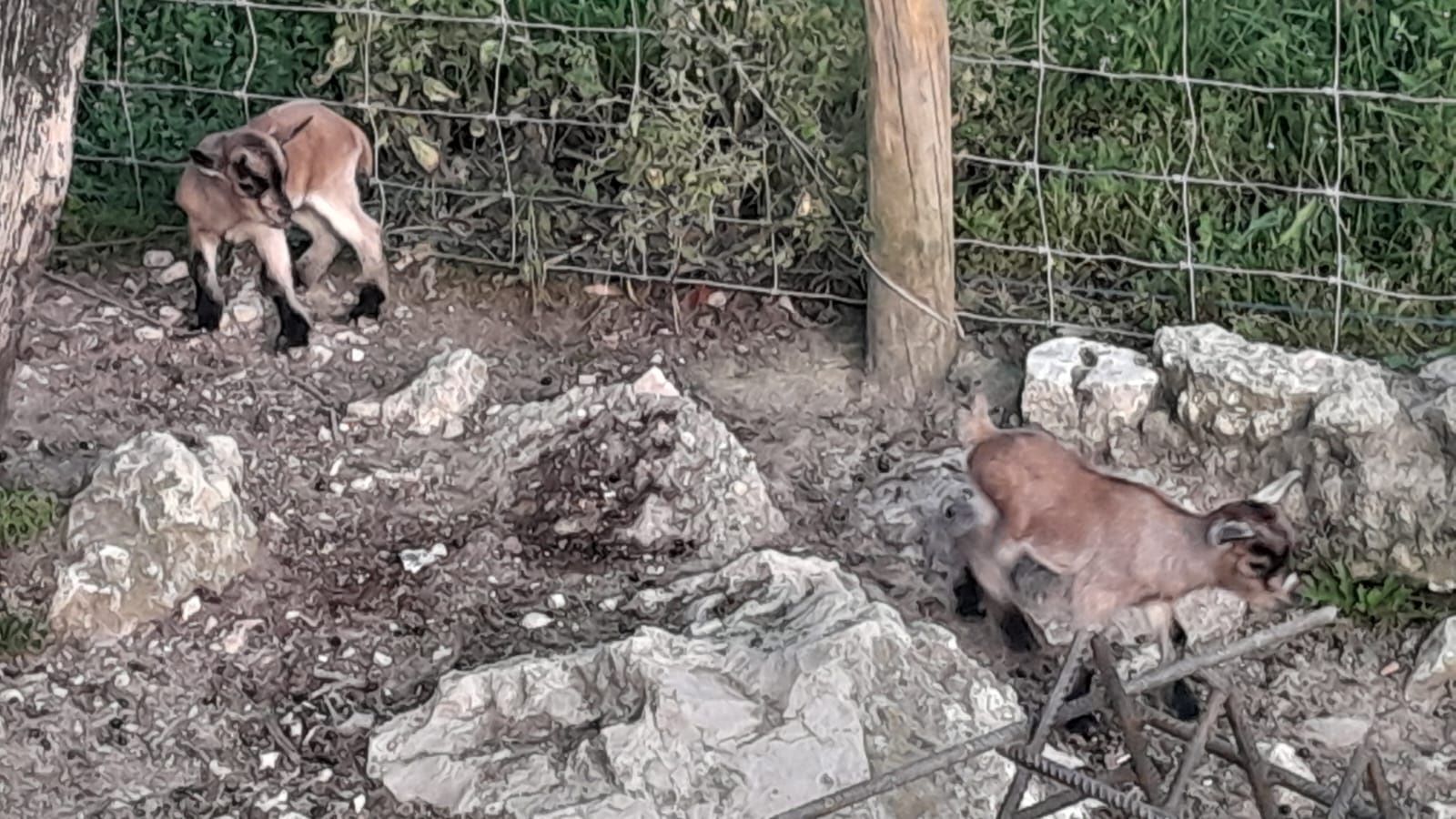 Cabras anãs habituadas a outros animais