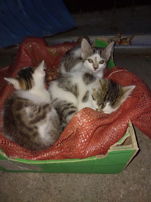 Kotki, kotek, kot oddam za darmo.