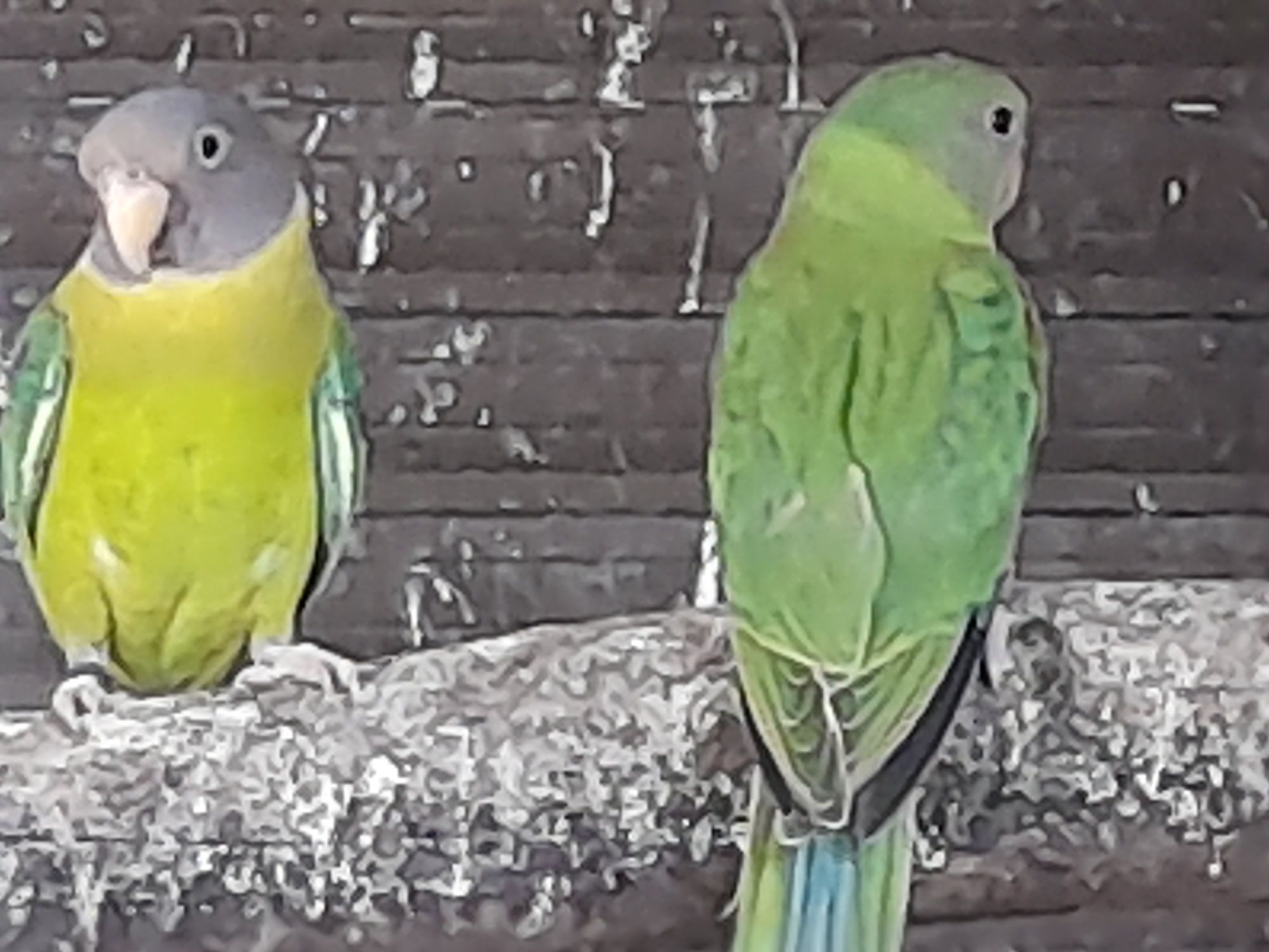 Aves para ceder junto