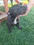 American bully pocket