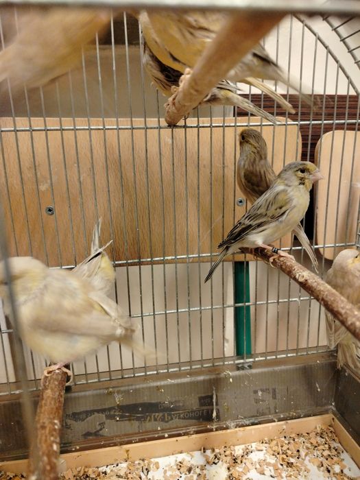 Kanarki samiczki i samce