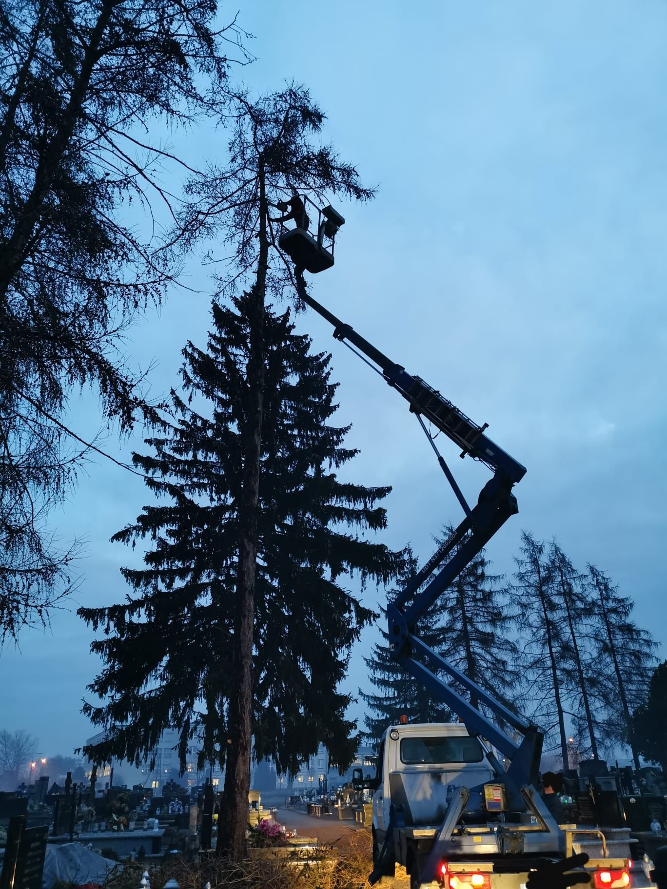 Wycinka, przycinka drzew, krzewów