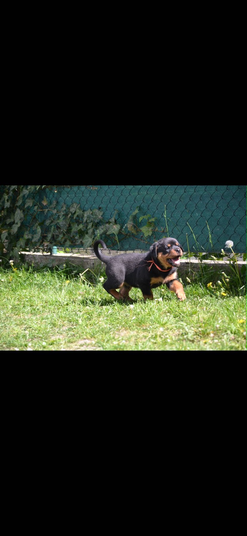 Rottweiler szczeniak