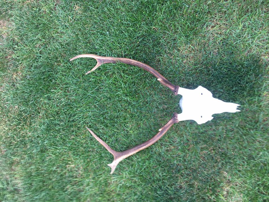 Poroże jelenia wieniec trofeum.