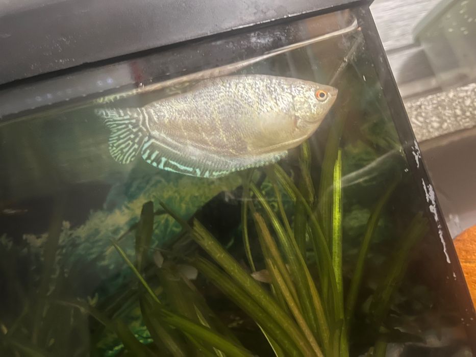 Rybka akwarelowa gurami