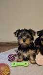 Yorkshire terrier - PIESEK