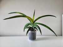 Sansevieria ‘Star Canary” sansewieria - duża roślina
