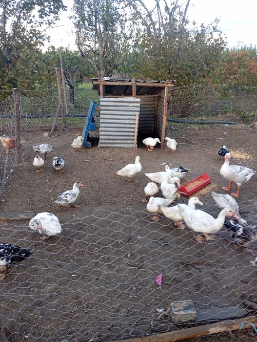 Patos mudos 20€ casal