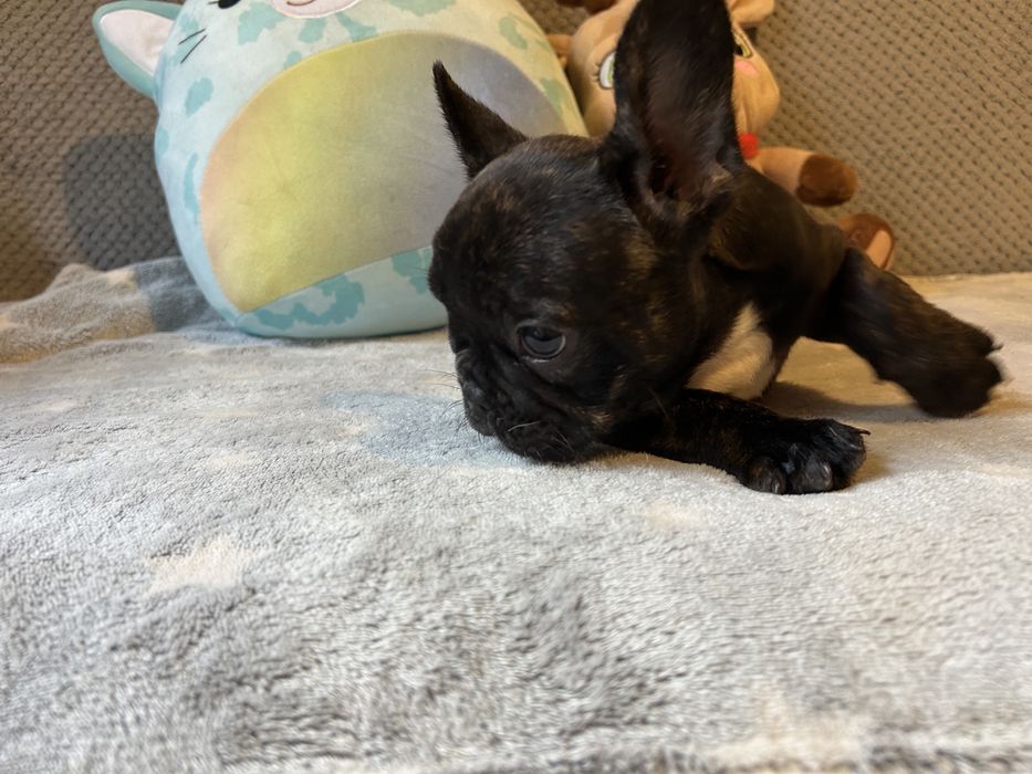 Suczka buldog francuski do odbioru .