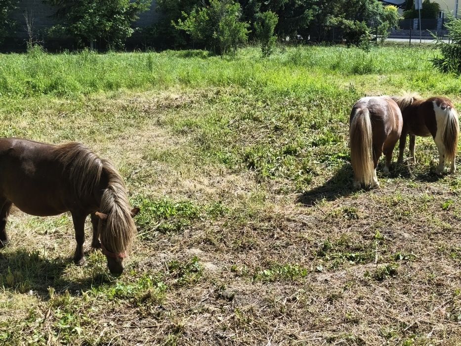 Kucyk klaczka bardzo spokojna
