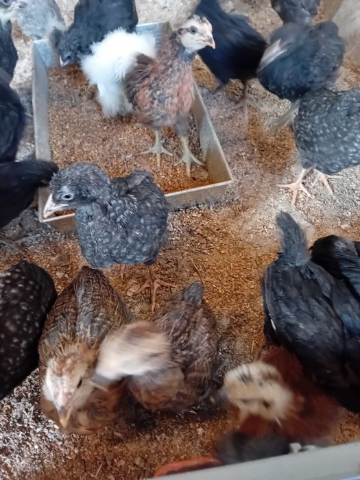 Kura kury aracuany naturalne ekologiczne araucany pisklaki araucany