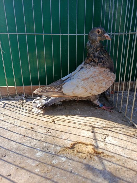 Pocztowe Frill toy stencil pary