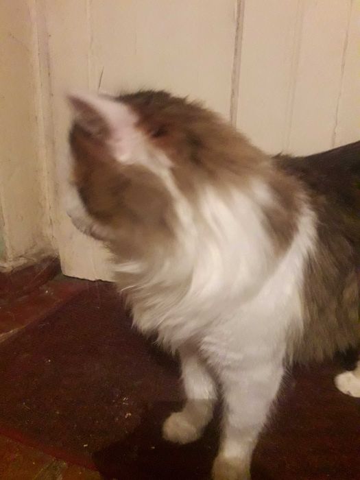 отдам кота бесплатно