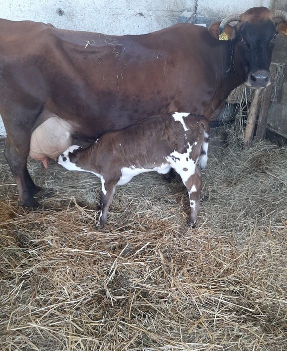 Sprzedam mleko swojskie, śmietanę i ser, od krowy na naturalnym pokarm