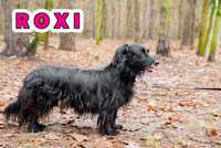 Roxi- do adopcji