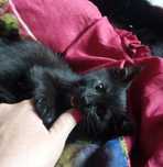 Котенок Алисочка шустрая девчушка.