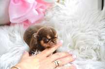 Chihuahua Cudny Mini XXS piesek