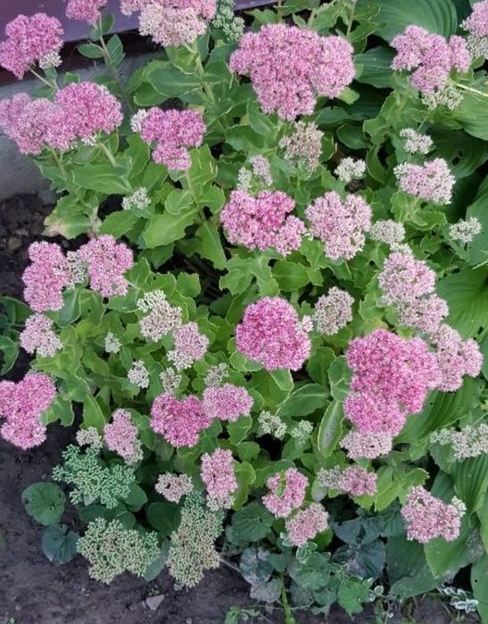 Очиток(седум) видний "Brilliant"