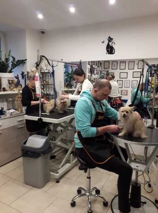 Kurs Groomingu-strzyżenie psów Zapraszamy Salon Hau-Miał