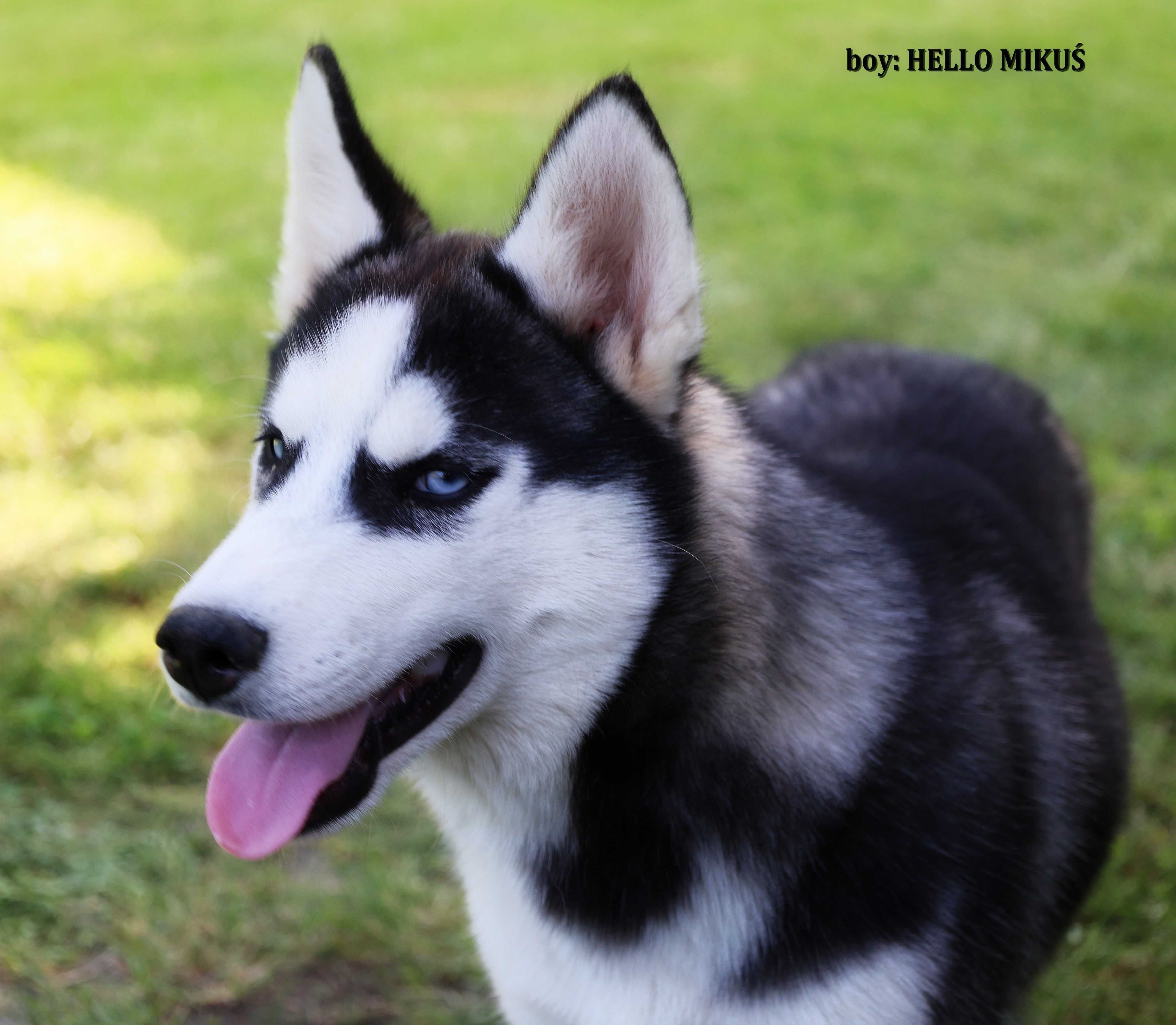 Siberian Husky-hej ! mam na imię HELLO MIKUŚ - ZKwP